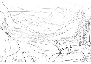 Lobo En Un Paisaje Nevado