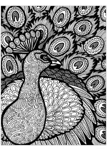 Líneas Del Pavo Real