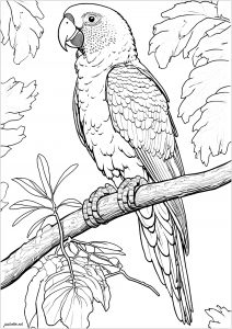 Realistischer Amazonas-Papagei