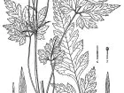 Blumen Vegetation 43505
