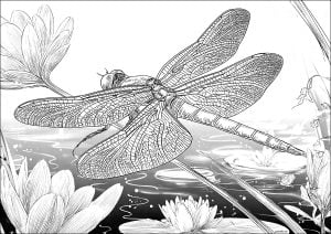 Schmetterlinge und insekten 64746