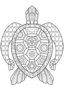Zen Schildkröte