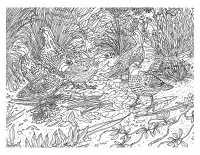 Desenhos Para Colorir Gratuitos De Animais Para Imprimir