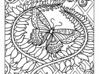 Desenhos para colorir gratuitos de Borboletas e insetos para imprimir