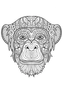 Cabeça De Macaco