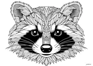 Cabeça de guaxinim com motivos bonitos