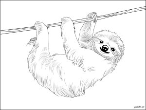 Un Bradipo disegnato in modo molto realistico