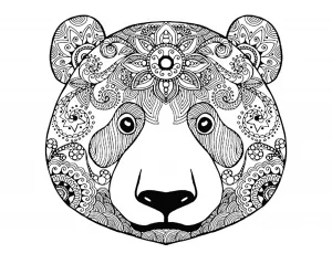 Testa d'orso