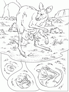 Da Stampare Per Bambini, La Colorazione Del Canguro.