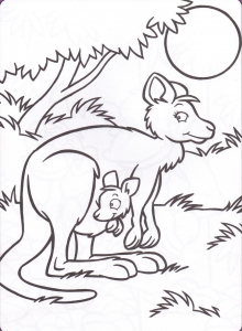 Disegno Di Canguro Da Stampare Per Bambini
