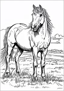 Cavallo semplice e magnifico