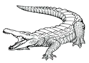 Coccodrillo Realistico