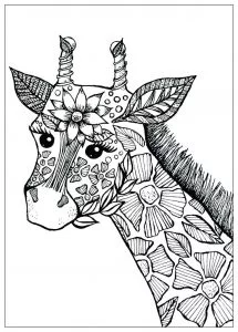 Giraffa fiorita