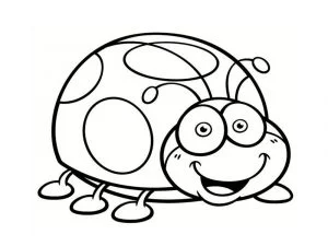 Coccinella carina