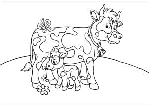 Mucca E Vitello