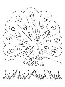 Disegni di pavone da colorare per bambini