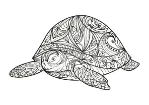 Große Schildkröte