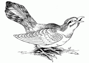 Realistische Zeichnung Eines Vogels