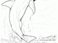 海豚着色画下载