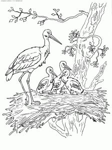 鹳在巢中与它的幼鸟