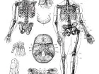 Human Skeleton Vintage Engraving