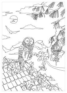 免费 猫头鹰 着色表下载