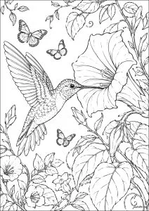 ハチドリが花から蜜を飲む