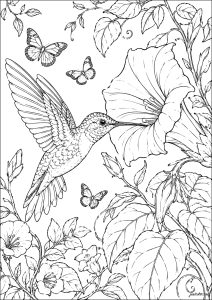 Colibri buvant dans une fleur