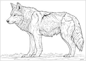 印刷して塗れるシンプルなオオカミのぬりえイラスト